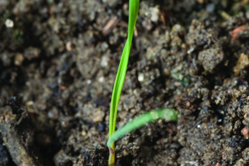 Lesser Canary Grass